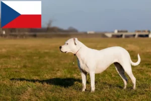 Mehr über den Artikel erfahren Dogo Argentino Züchter und Welpen in Tschechien