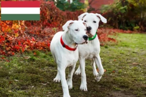 Mehr über den Artikel erfahren Dogo Argentino Züchter und Welpen in Ungarn