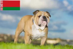 Mehr über den Artikel erfahren Englische Bulldogge Züchter und Welpen in Belarus