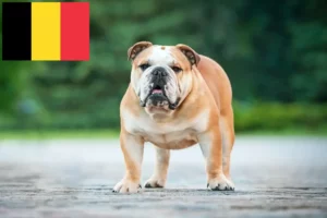 Mehr über den Artikel erfahren Englische Bulldogge Züchter und Welpen in Belgien