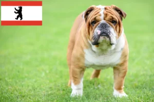 Mehr über den Artikel erfahren Englische Bulldogge Züchter und Welpen in Berlin