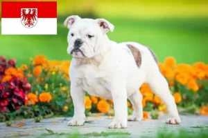 Mehr über den Artikel erfahren Englische Bulldogge Züchter und Welpen in Brandenburg