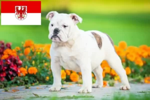 Read more about the article Englische Bulldogge Züchter und Welpen in Brandenburg