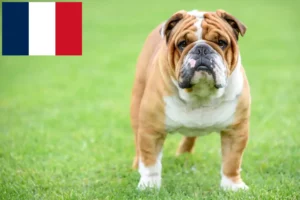 Mehr über den Artikel erfahren Englische Bulldogge Züchter und Welpen in Frankreich