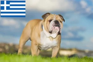 Read more about the article Englische Bulldogge Züchter und Welpen in Griechenland