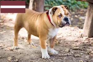 Mehr über den Artikel erfahren Englische Bulldogge Züchter und Welpen in Lettland