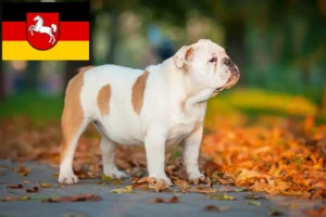 Mehr über den Artikel erfahren Englische Bulldogge Züchter und Welpen in Niedersachsen