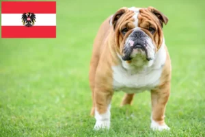 Read more about the article Englische Bulldogge Züchter und Welpen in Österreich