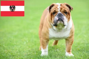 Mehr über den Artikel erfahren Englische Bulldogge Züchter und Welpen in Österreich