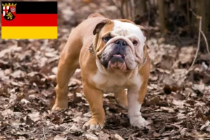 Read more about the article Englische Bulldogge Züchter und Welpen in Rheinland-Pfalz