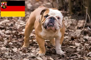 Mehr über den Artikel erfahren Englische Bulldogge Züchter und Welpen in Rheinland-Pfalz