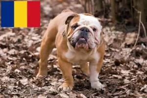 Mehr über den Artikel erfahren Englische Bulldogge Züchter und Welpen in Rumänien