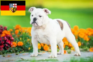 Mehr über den Artikel erfahren Englische Bulldogge Züchter und Welpen im Saarland