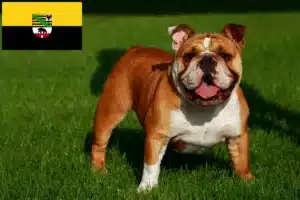 Read more about the article Englische Bulldogge Züchter und Welpen in Sachsen-Anhalt