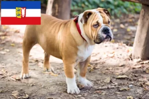 Mehr über den Artikel erfahren Englische Bulldogge Züchter und Welpen in Schleswig-Holstein