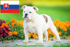 Read more about the article Englische Bulldogge Züchter und Welpen in der Slowakei