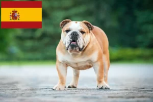 Read more about the article Englische Bulldogge Züchter und Welpen in Spanien