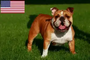 Mehr über den Artikel erfahren Englische Bulldogge Züchter und Welpen in den USA