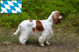 Mehr über den Artikel erfahren English Cocker Spaniel Züchter und Welpen in Bayern