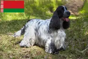 Mehr über den Artikel erfahren English Cocker Spaniel Züchter und Welpen in Belarus