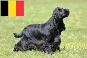 Mehr über den Artikel erfahren English Cocker Spaniel Züchter und Welpen in Belgien