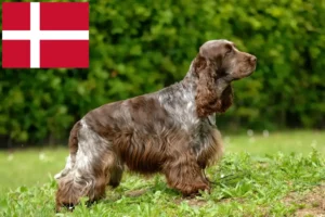 Mehr über den Artikel erfahren English Cocker Spaniel Züchter und Welpen in Dänemark