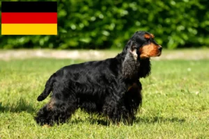 Mehr über den Artikel erfahren English Cocker Spaniel Züchter und Welpen in Deutschland