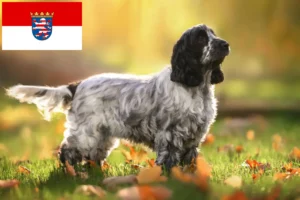 Mehr über den Artikel erfahren English Cocker Spaniel Züchter und Welpen in Hessen