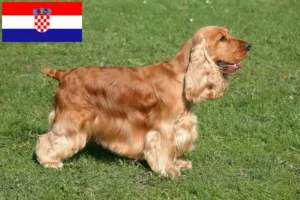 Mehr über den Artikel erfahren English Cocker Spaniel Züchter und Welpen in Kroatien