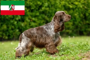 Mehr über den Artikel erfahren English Cocker Spaniel Züchter und Welpen in Nordrhein-Westfalen