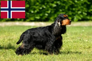 Mehr über den Artikel erfahren English Cocker Spaniel Züchter und Welpen in Norwegen