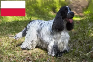 Mehr über den Artikel erfahren English Cocker Spaniel Züchter und Welpen in Polen