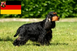 Mehr über den Artikel erfahren English Cocker Spaniel Züchter und Welpen in Rheinland-Pfalz