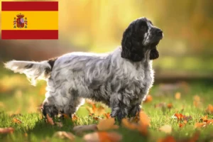 Mehr über den Artikel erfahren English Cocker Spaniel Züchter und Welpen in Spanien
