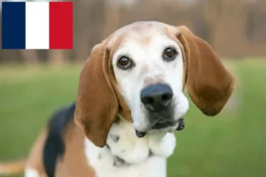 Mehr über den Artikel erfahren English Foxhound Züchter und Welpen in Frankreich