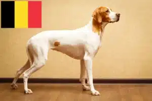 Mehr über den Artikel erfahren English Pointer Züchter und Welpen in Belgien