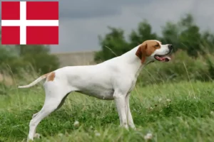 Mehr über den Artikel erfahren English Pointer Züchter und Welpen in Dänemark