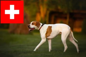 Mehr über den Artikel erfahren English Pointer Züchter und Welpen in der Schweiz