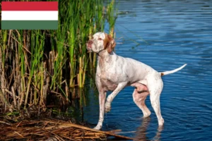 Mehr über den Artikel erfahren English Pointer Züchter und Welpen in Ungarn