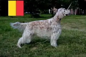 Mehr über den Artikel erfahren English Setter Züchter und Welpen in Belgien