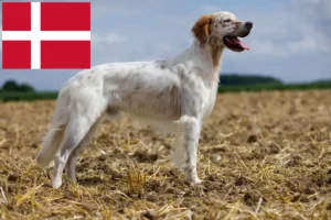 Mehr über den Artikel erfahren English Setter Züchter und Welpen in Dänemark