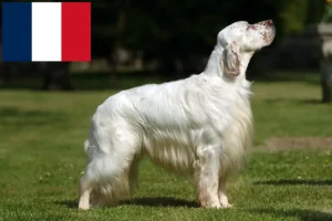 Mehr über den Artikel erfahren English Setter Züchter und Welpen in Frankreich