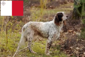 Mehr über den Artikel erfahren English Setter Züchter und Welpen auf Malta