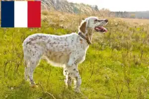 Mehr über den Artikel erfahren English Setter Züchter und Welpen auf Réunion