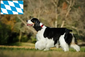 Mehr über den Artikel erfahren English Springer Spaniel Züchter und Welpen in Bayern