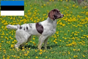 Mehr über den Artikel erfahren English Springer Spaniel Züchter und Welpen in Estland