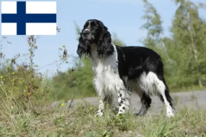 Mehr über den Artikel erfahren English Springer Spaniel Züchter und Welpen in Finnland