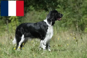 Mehr über den Artikel erfahren English Springer Spaniel Züchter und Welpen in Frankreich