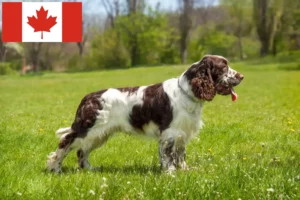 Mehr über den Artikel erfahren English Springer Spaniel Züchter und Welpen in Kanada