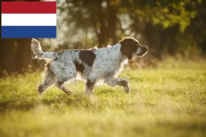 Mehr über den Artikel erfahren English Springer Spaniel Züchter und Welpen in den Niederlanden